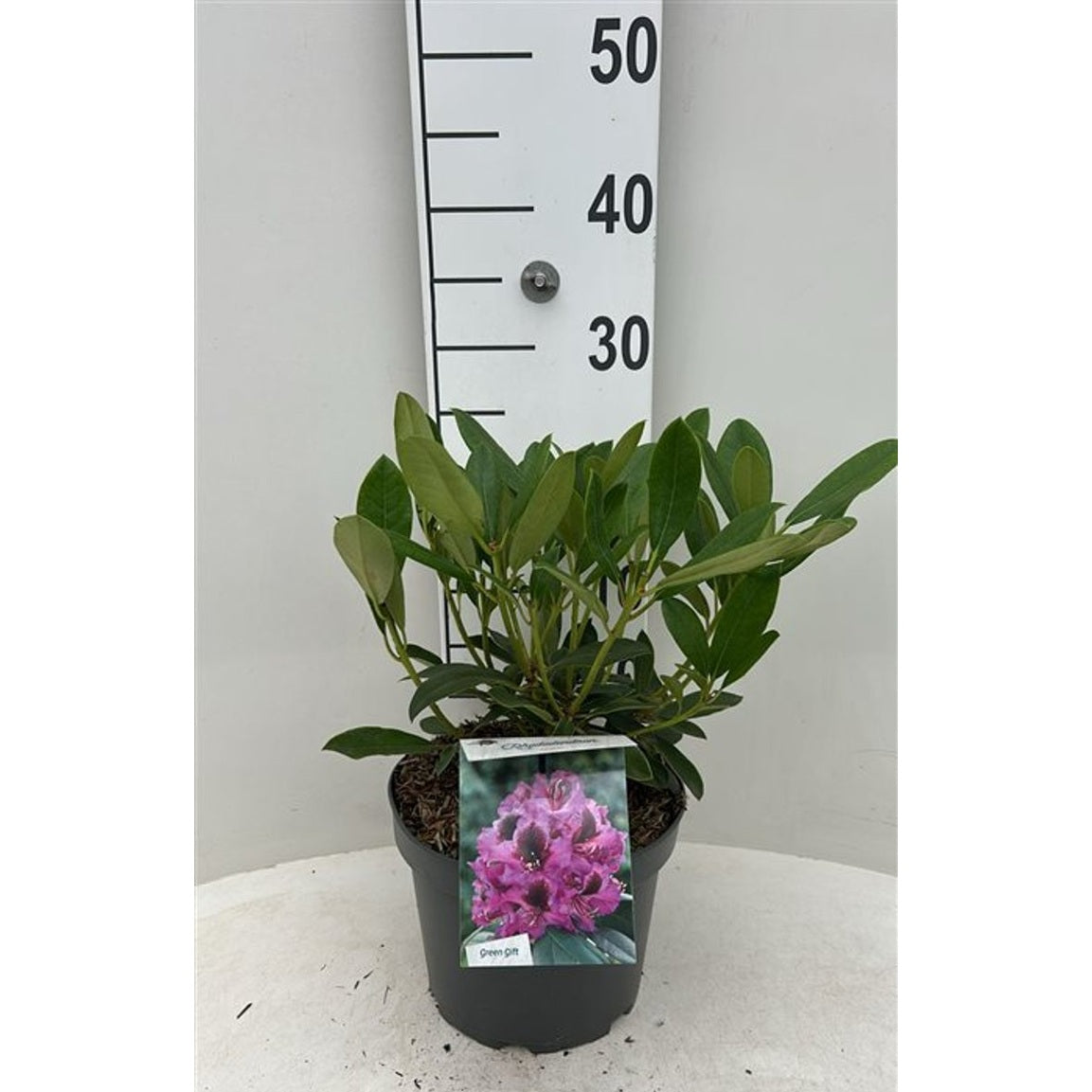 Rhododendron – Rhododendron 'Orakel' - C5 30-40 CM